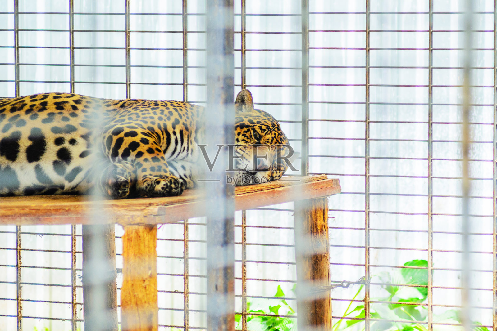 肖像捷豹近距离。美洲虎照片摄影图片