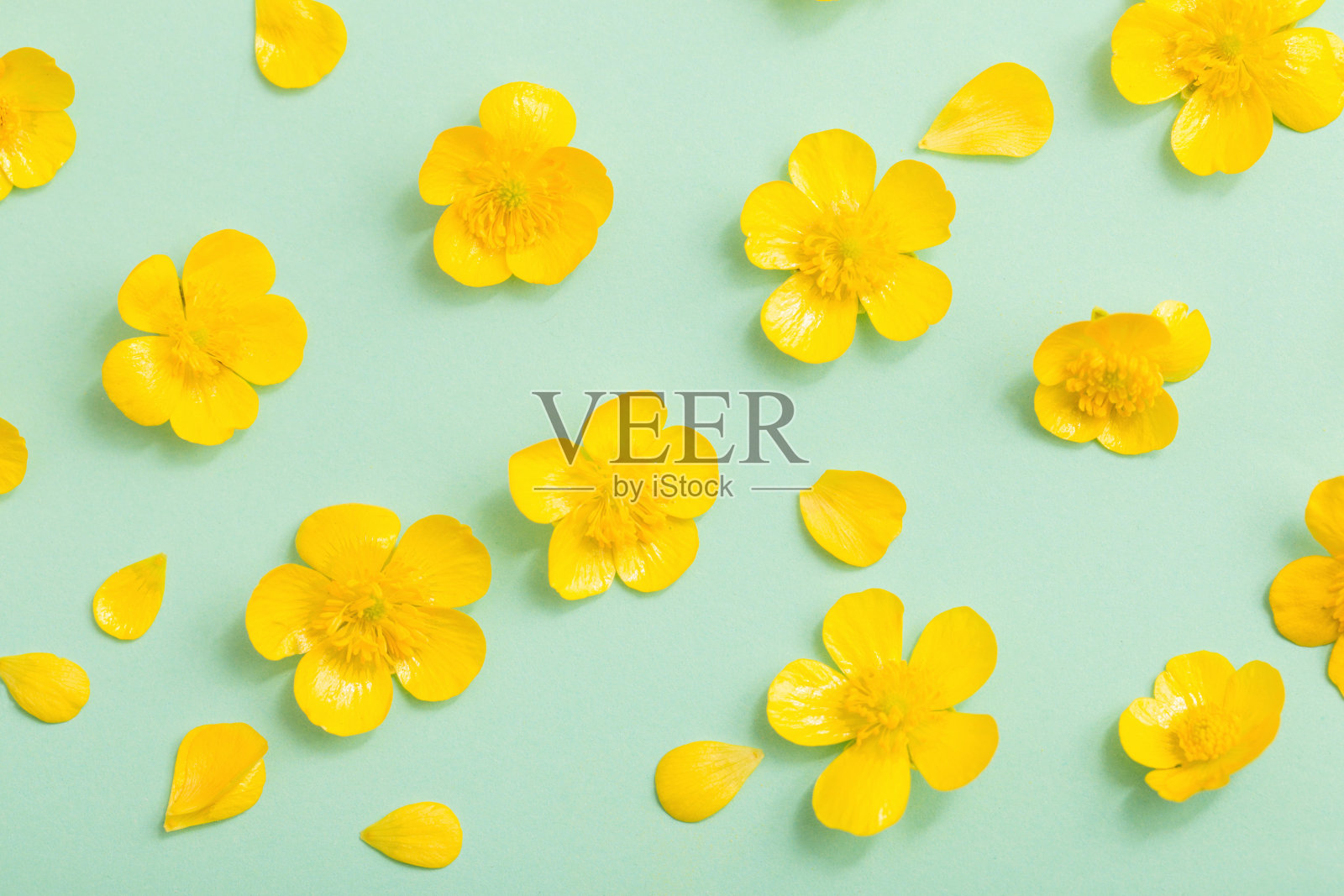 绿纸背景上的黄色毛茛照片摄影图片