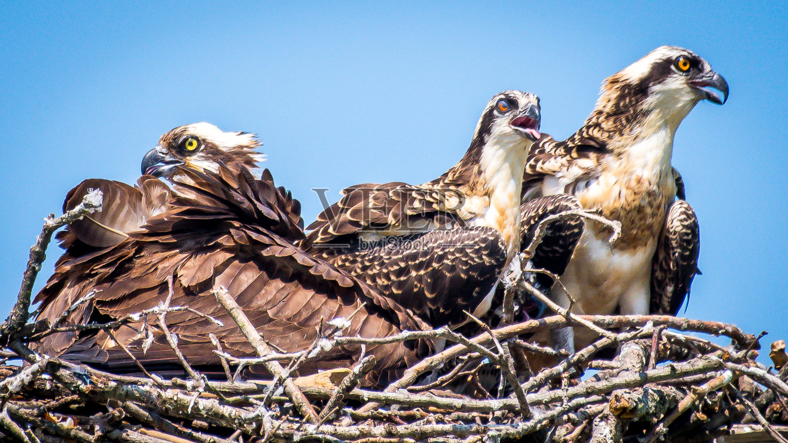 鸟巢里的鱼鹰宝宝照片摄影图片