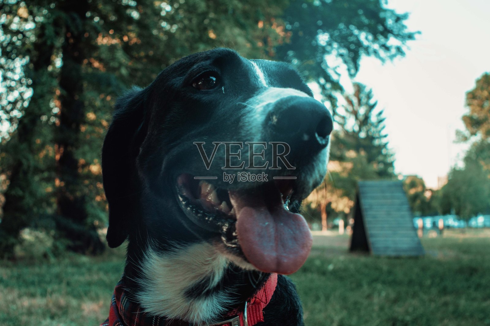 快乐的宠物混合品种狗笑照片摄影图片