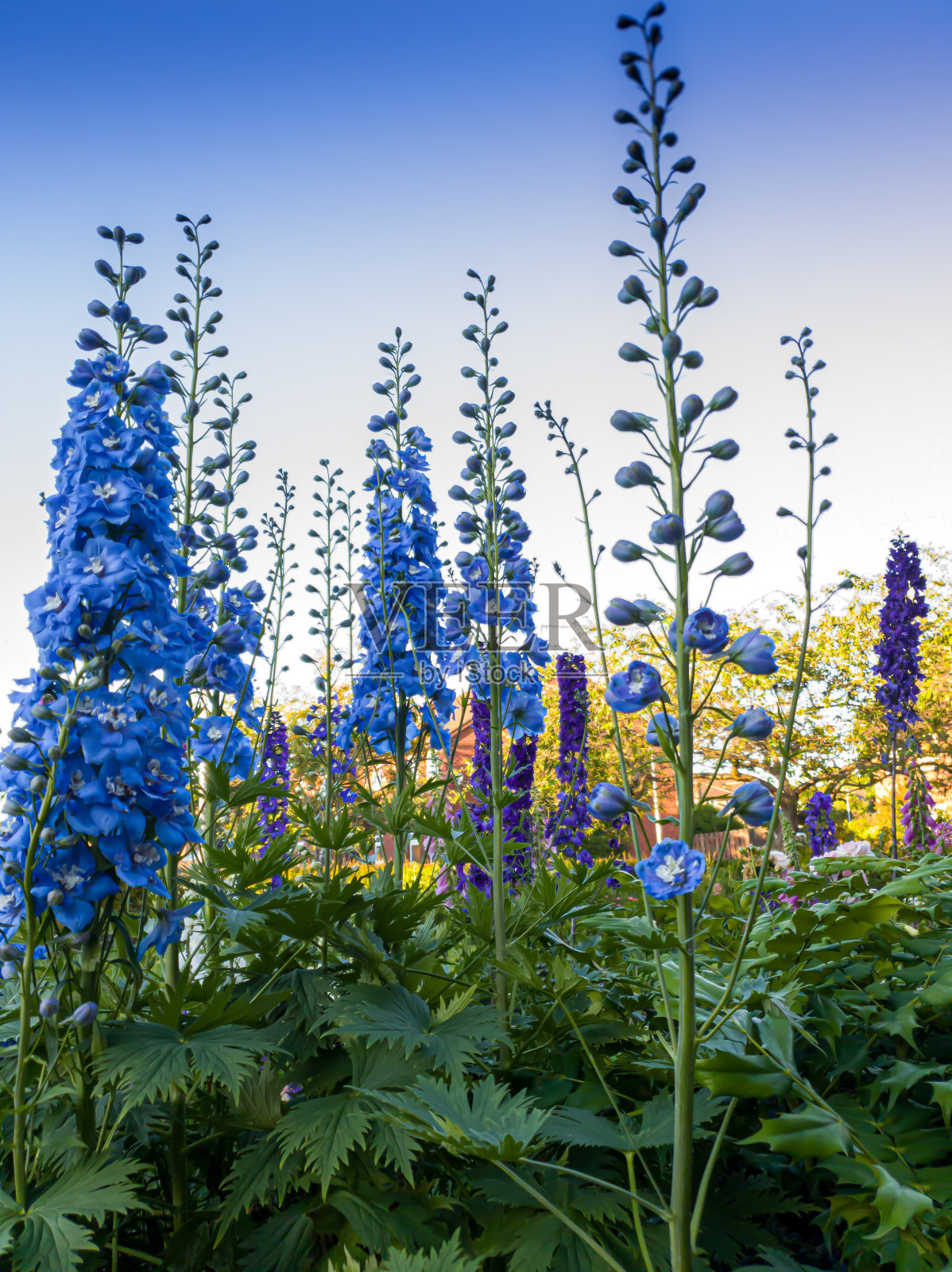 晨曦中花园里的蓝色飞燕草照片摄影图片
