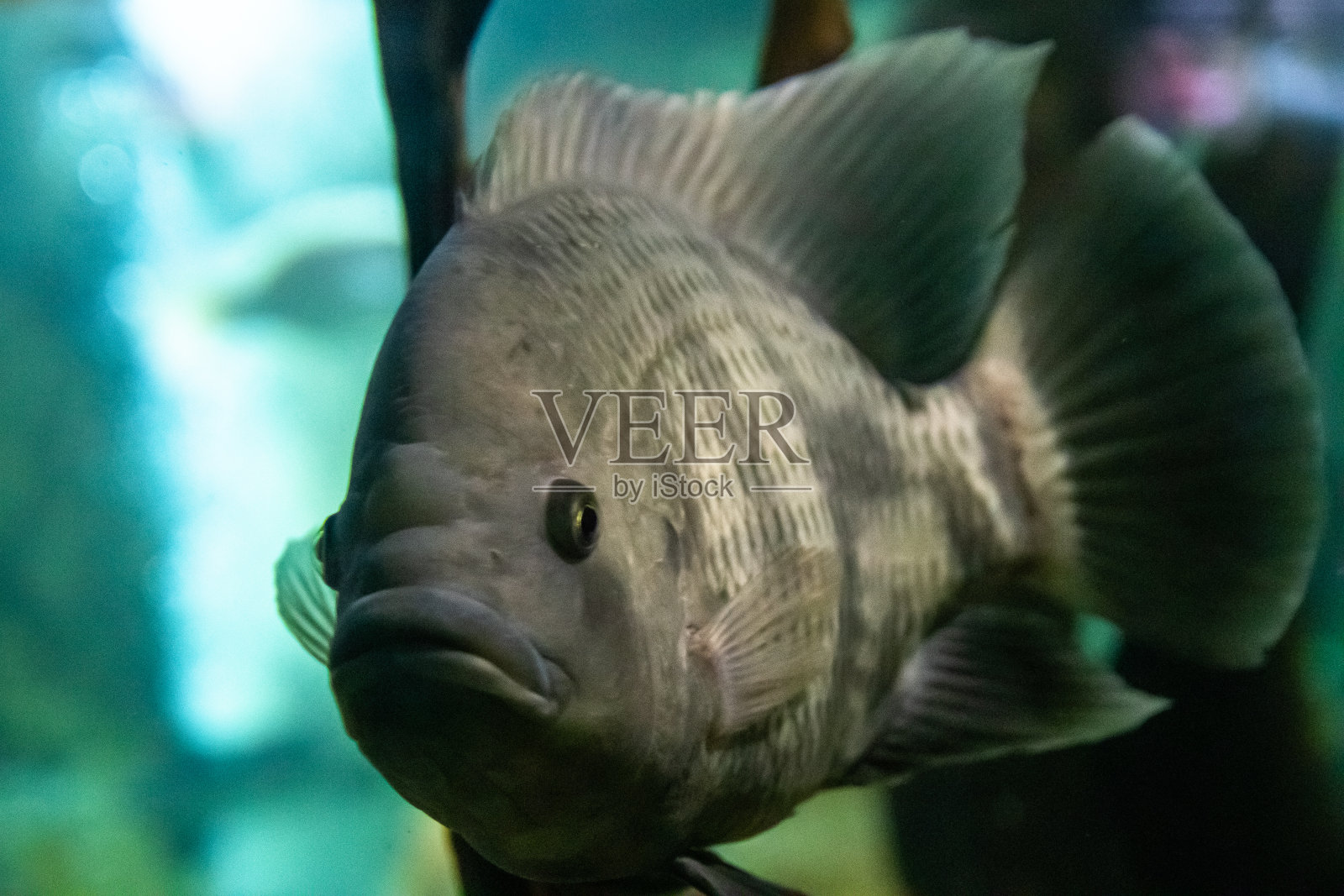 水族馆里的异国海鱼照片摄影图片