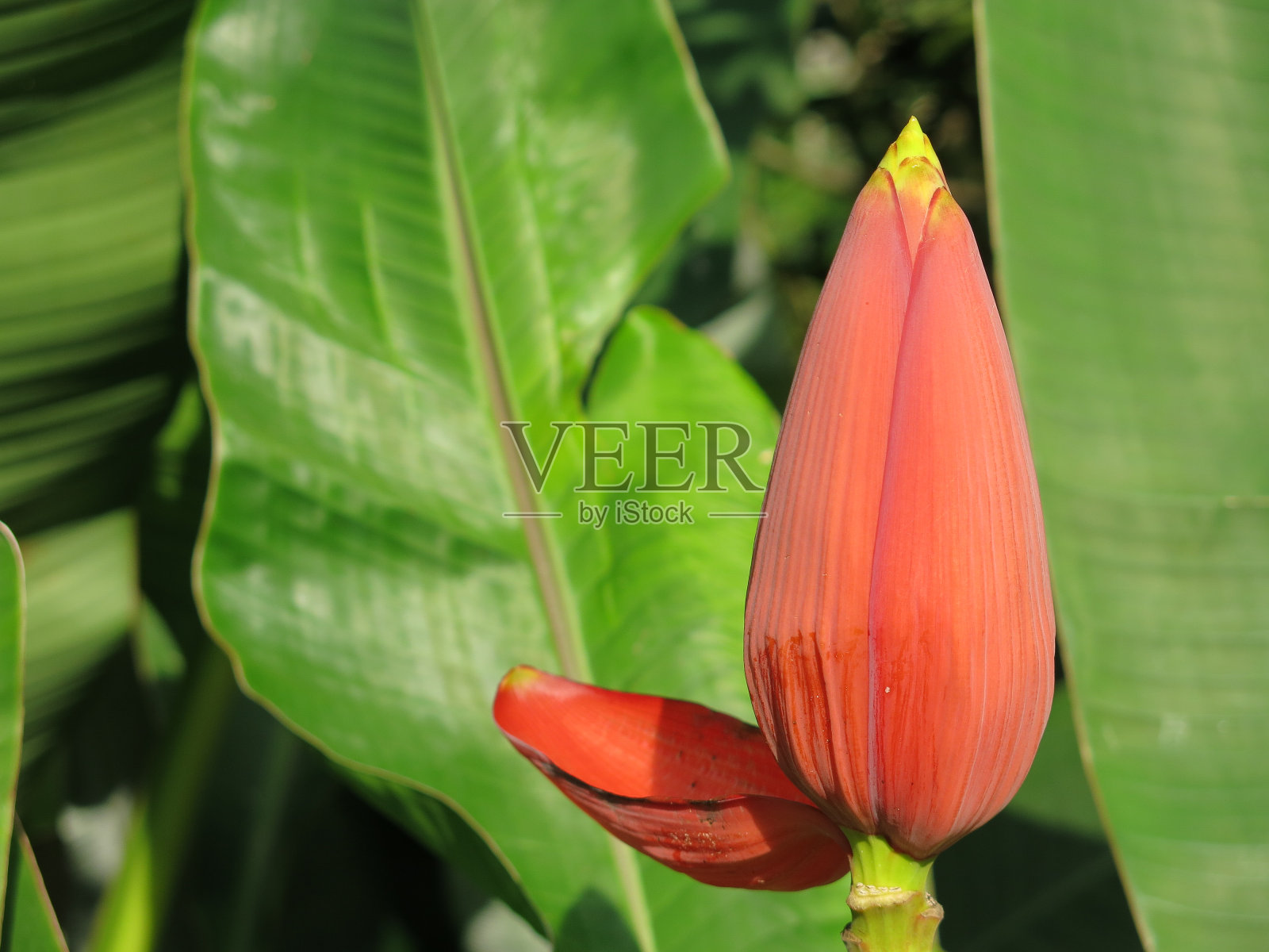 在哥斯达黎加度假照片摄影图片