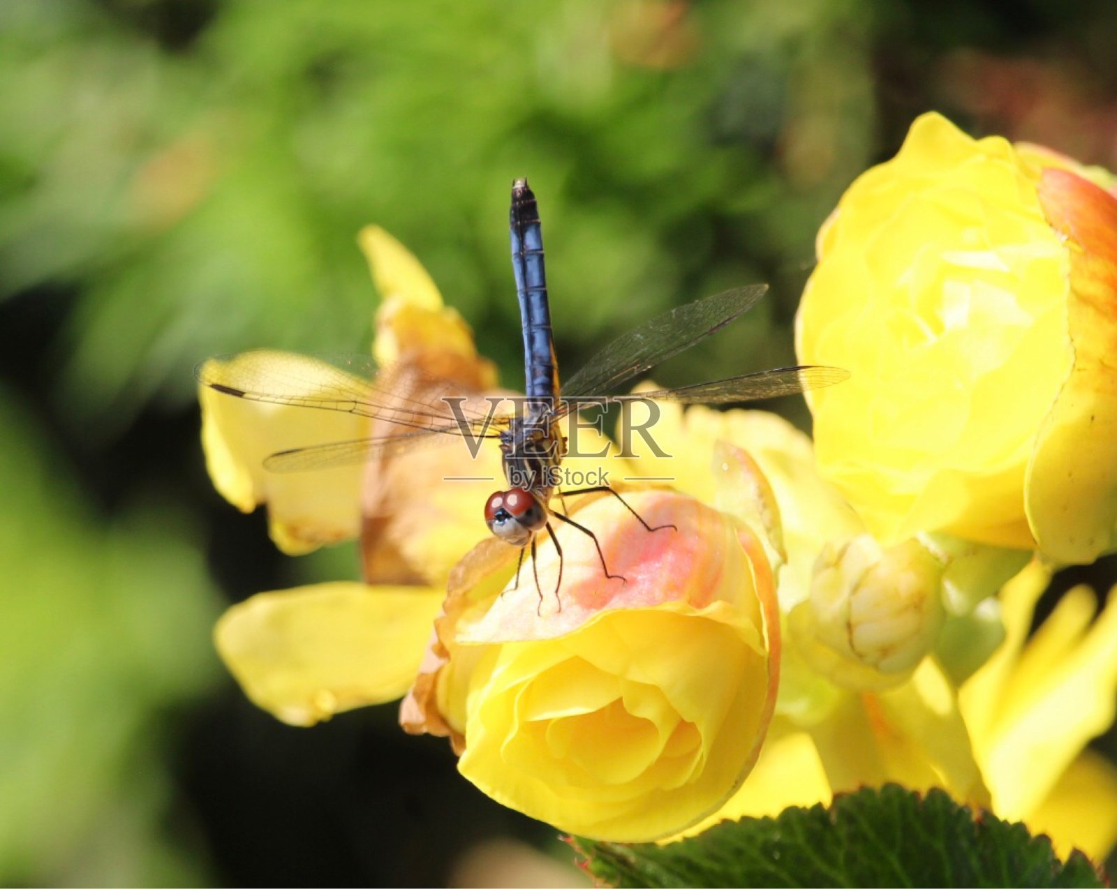 美女和小野兽照片摄影图片
