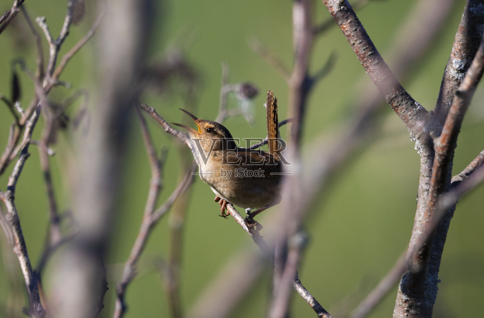 沼泽鹪鹩(沼泽鹪鹩)照片摄影图片