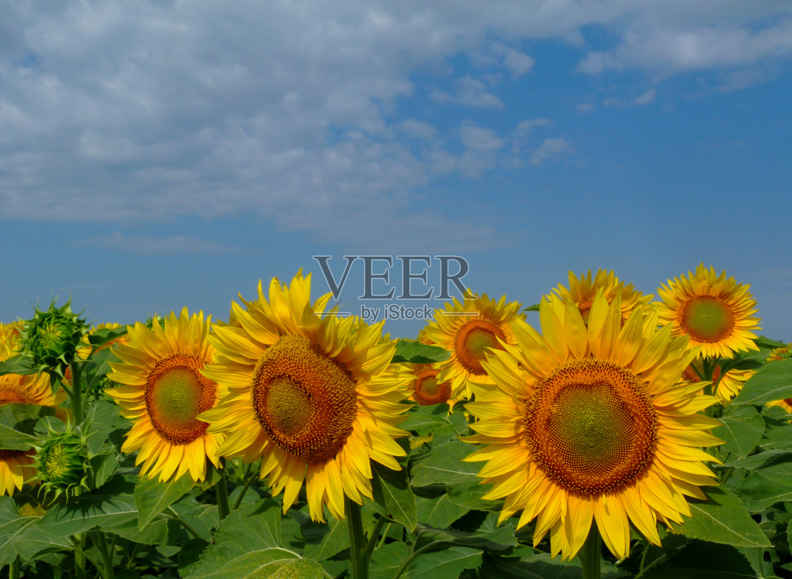 孤立明亮的黄色向日葵头与浅蓝色背景在明亮的夏季阳光照片摄影图片