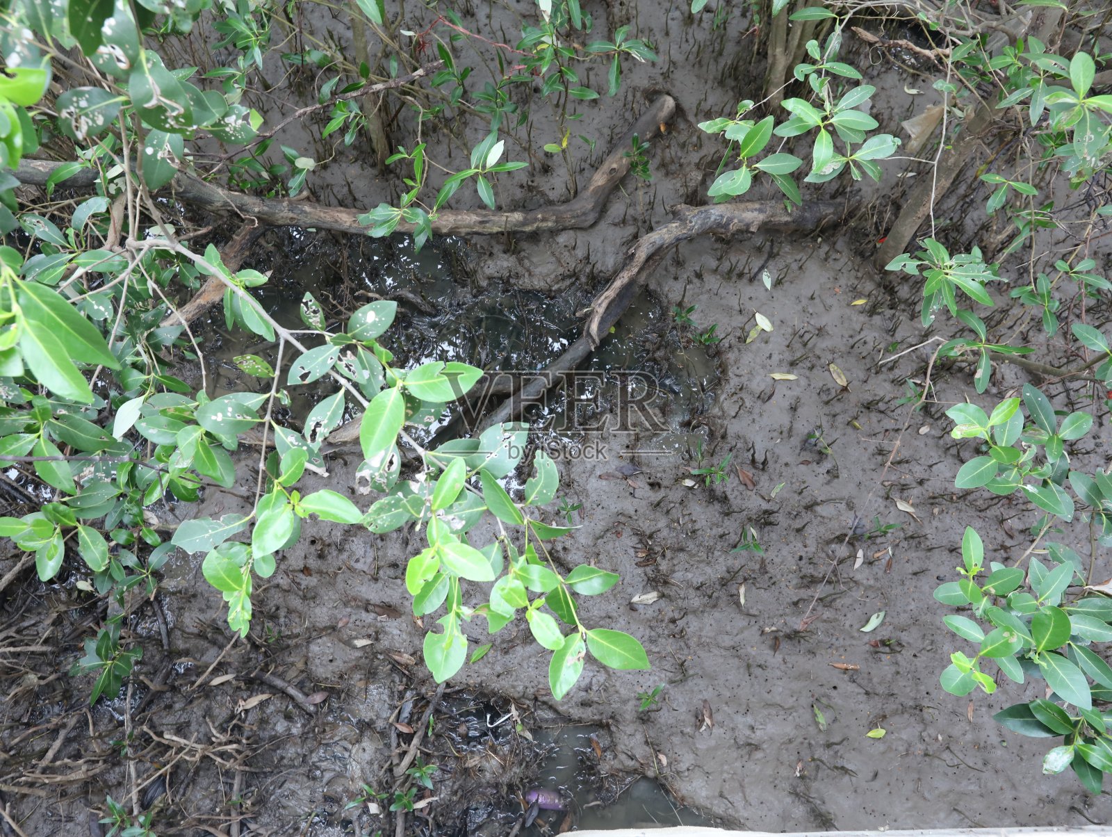 红树林,孟加拉国的红树林沼泽。照片摄影图片