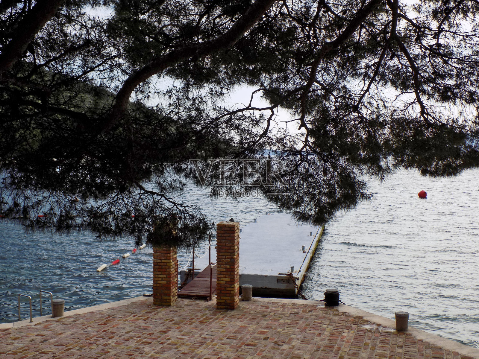 在梧桐树梢下的码头照片摄影图片