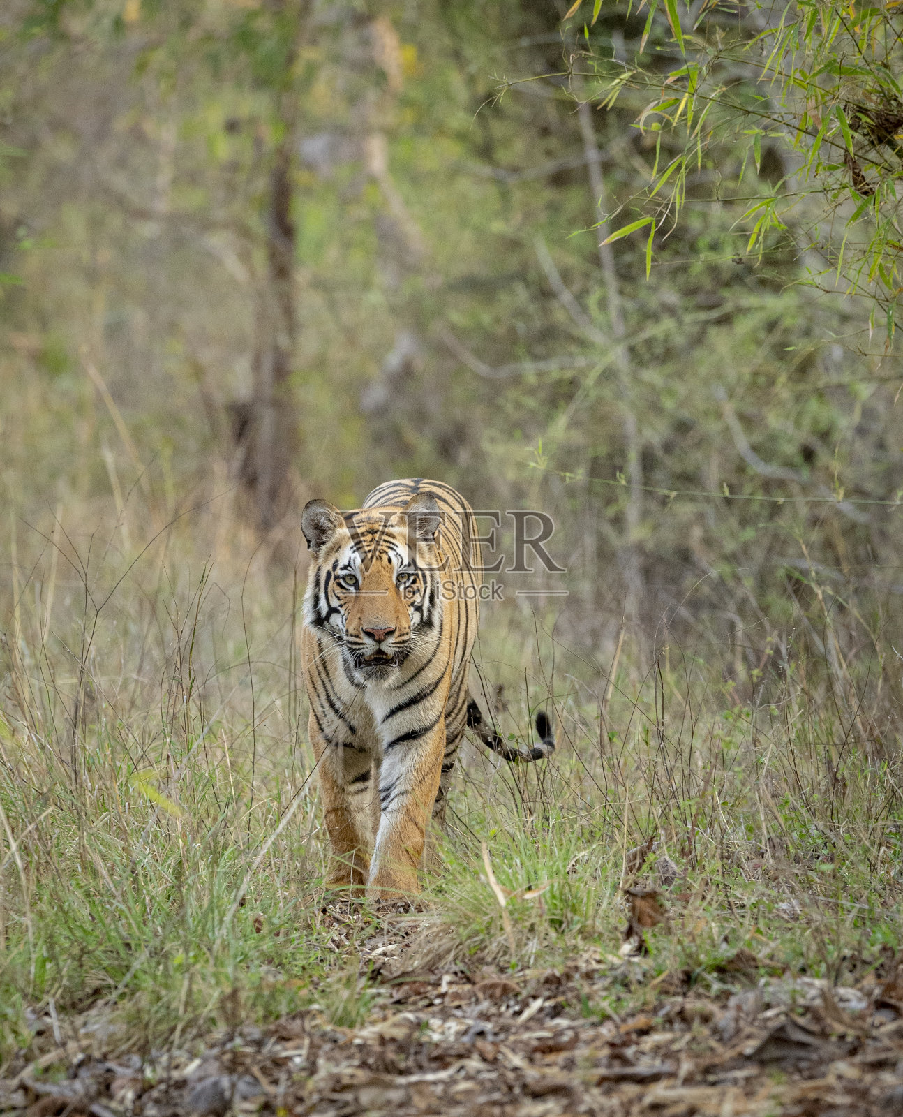 在印度马哈拉施特拉邦钱德拉普尔的塔多巴安达里老虎保护区,草丛中的亚成年雄性老虎照片摄影图片
