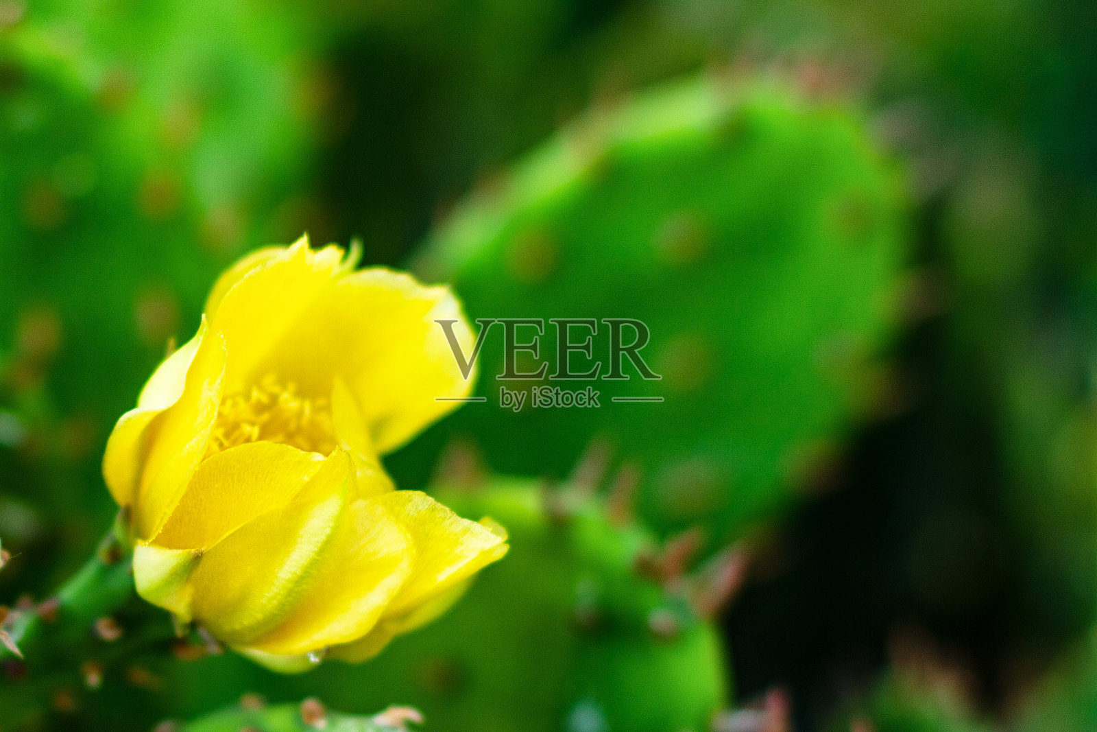 黄色的仙人掌花在街上盛开照片摄影图片