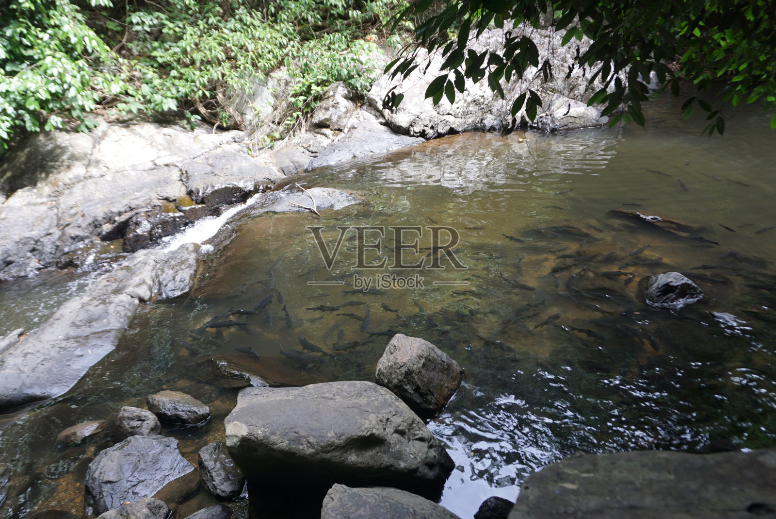 在Prachuap Khiri Khan省的Pa La-U瀑布中,天然的Mahseer带刺鱼照片摄影图片