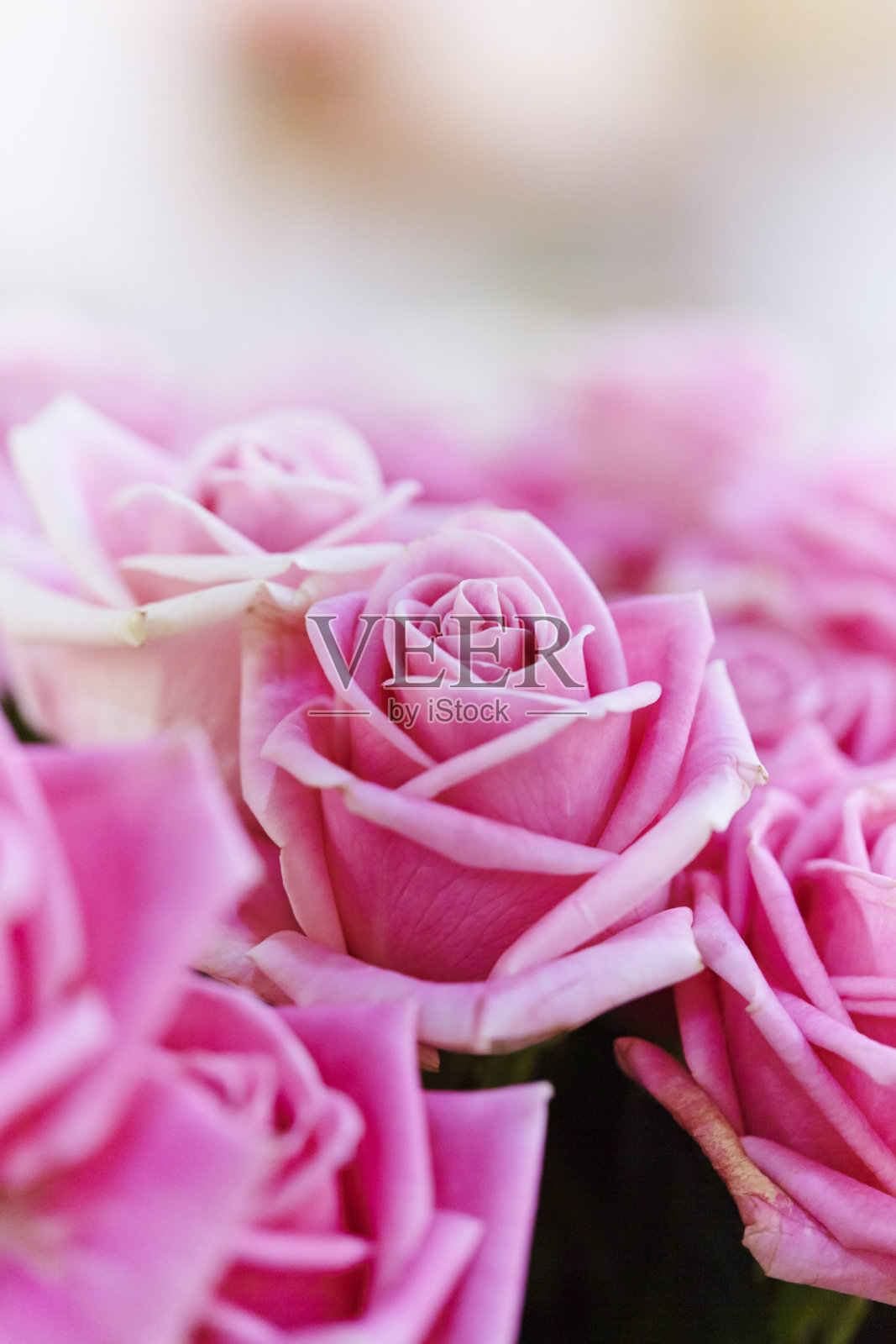 粉色的玫瑰照片摄影图片