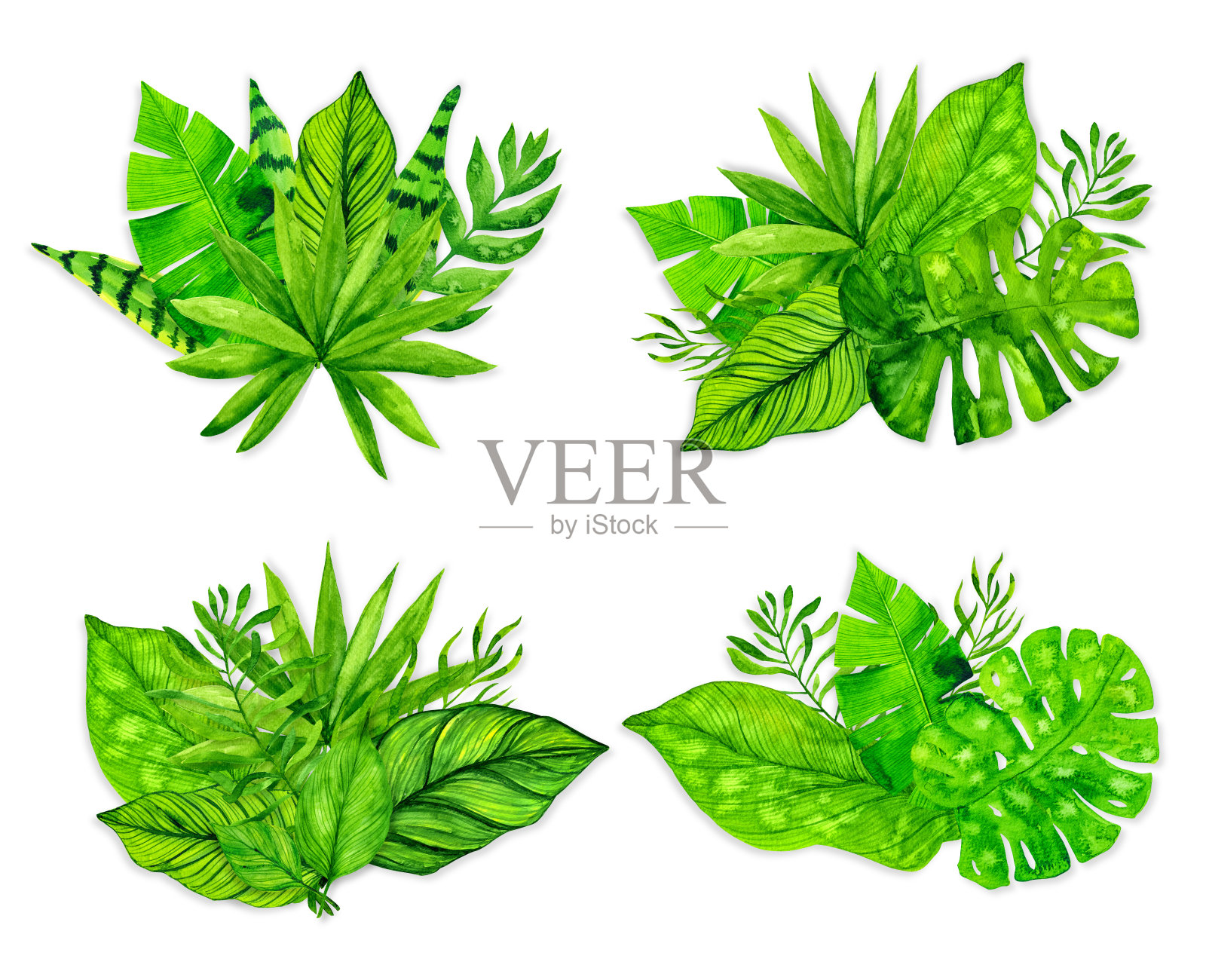 热带异国的叶子设置在白色的背景。水彩插图插画图片素材