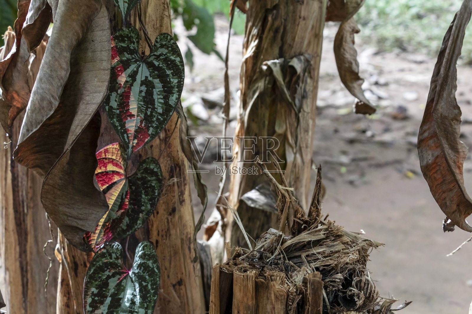 模糊的自然背景与热带雨林植物群的亚马逊河流域在南美洲照片摄影图片