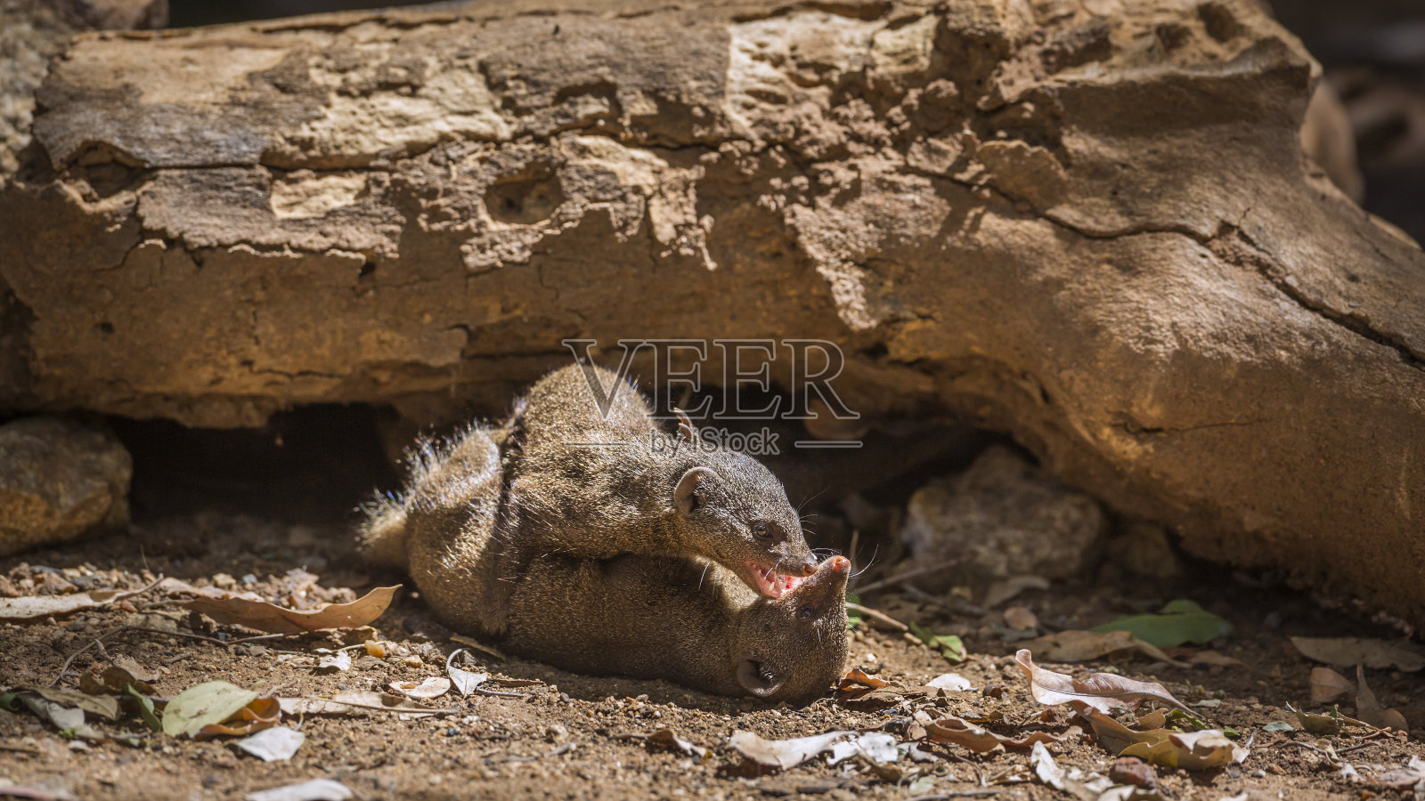 南非克鲁格国家公园常见的侏儒猫鼬照片摄影图片