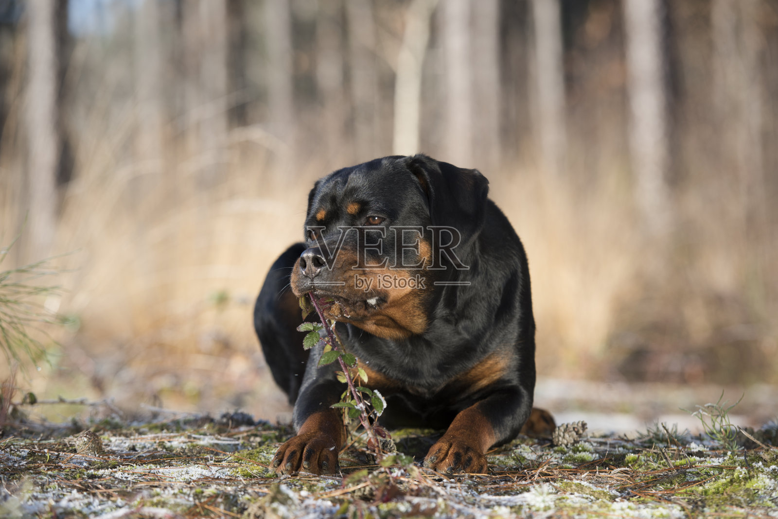 狗的罗特韦尔犬照片摄影图片