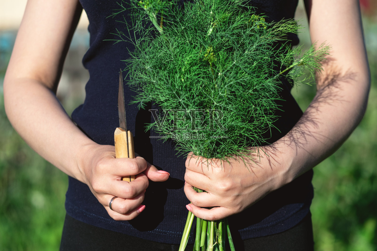 莳萝。照片摄影图片