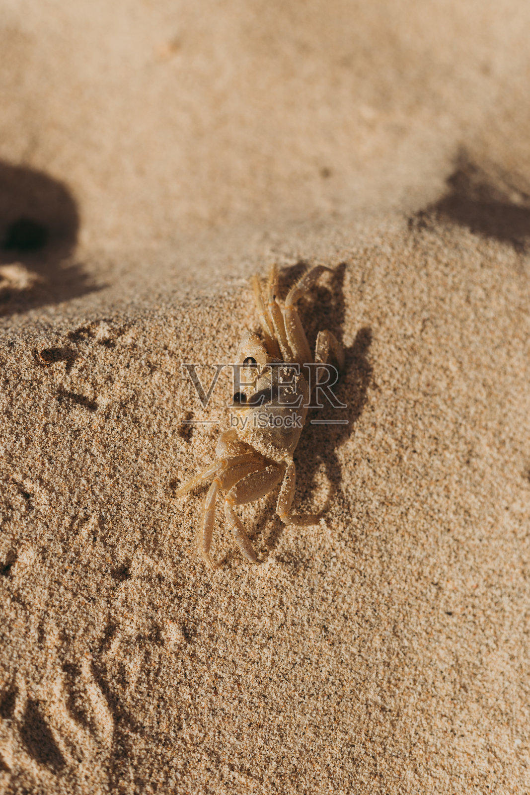 沙滩上的小沙蟹照片摄影图片