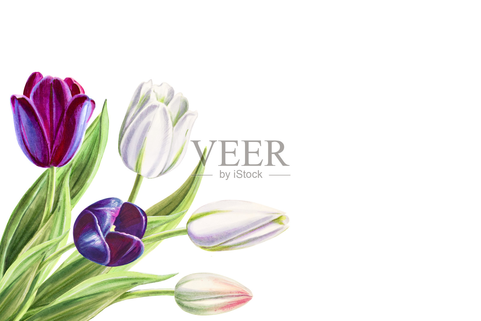 美丽的黑白郁金香角组成。花收集。标记图。水彩画。婚礼和生日花束。设计元素图片