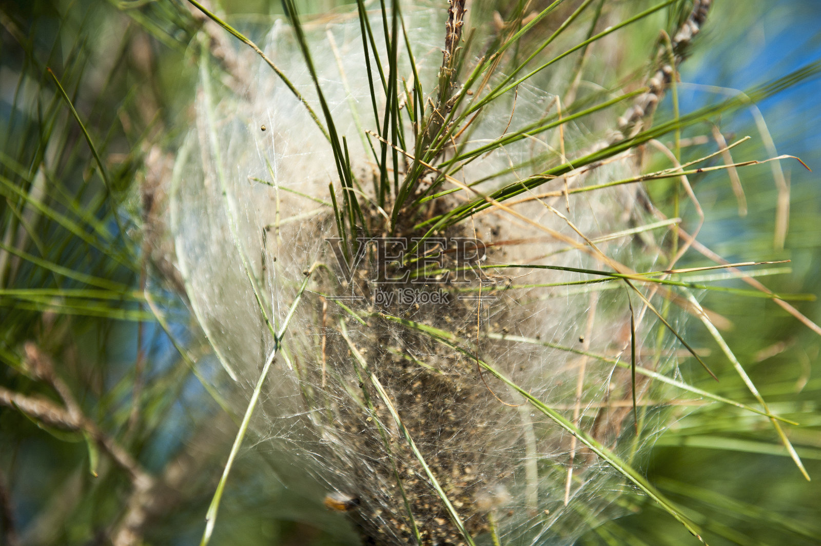 Processionary害虫照片摄影图片