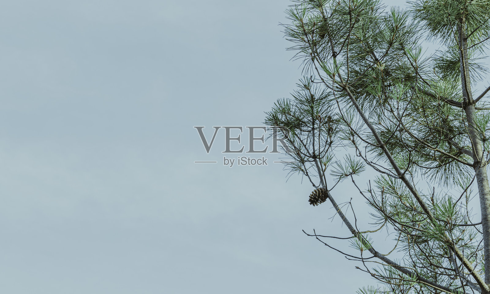 近距离照片的松树树枝和松果在阳光明媚的夏天照片摄影图片