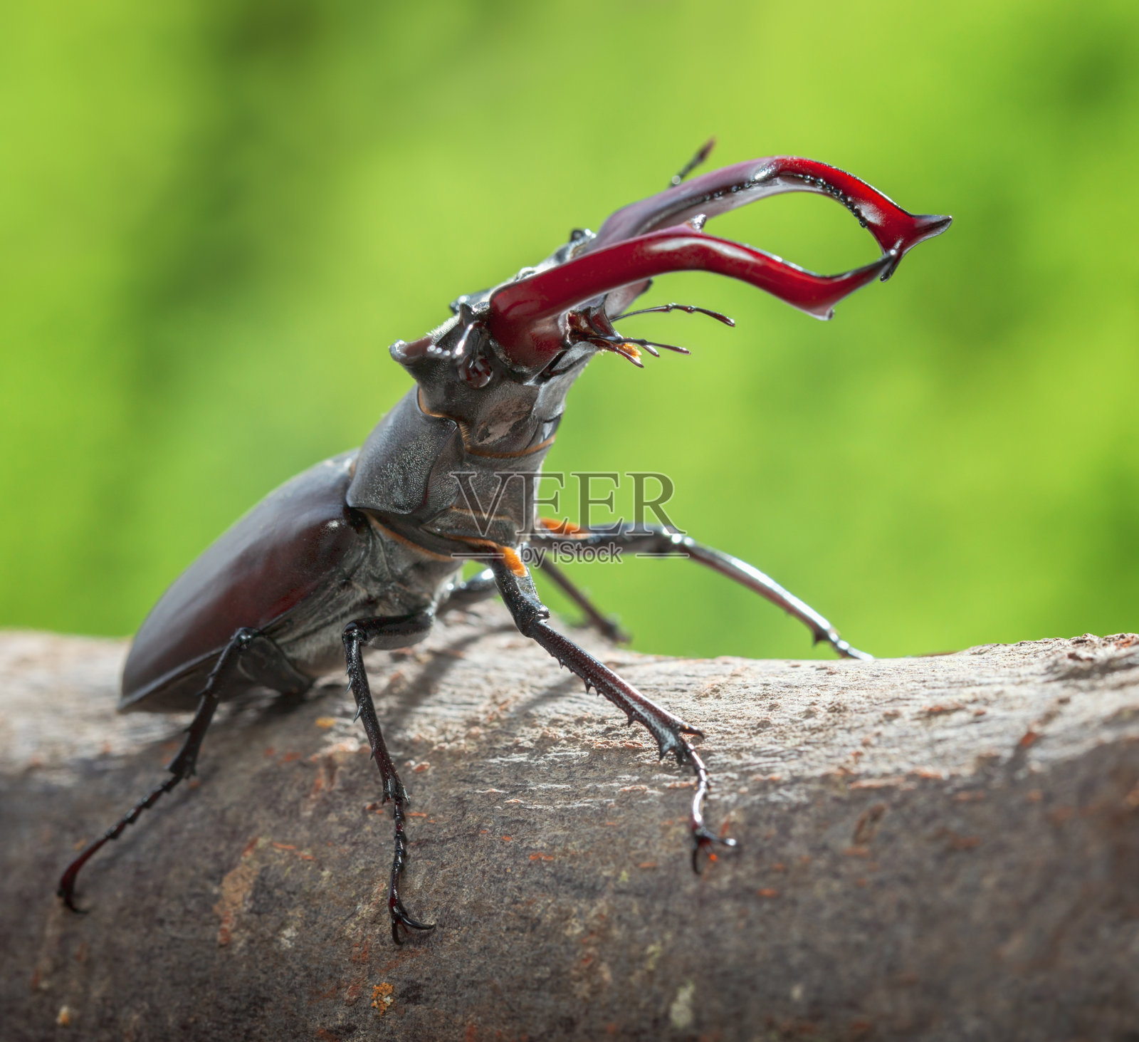 有红色鹿角的巨型舞台甲虫攻击照片摄影图片
