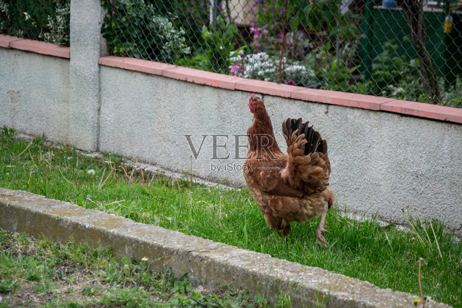 年轻漂亮的小鸡走在街上,在村舍前,绿草和篱笆和鸟在街上照片摄影图片