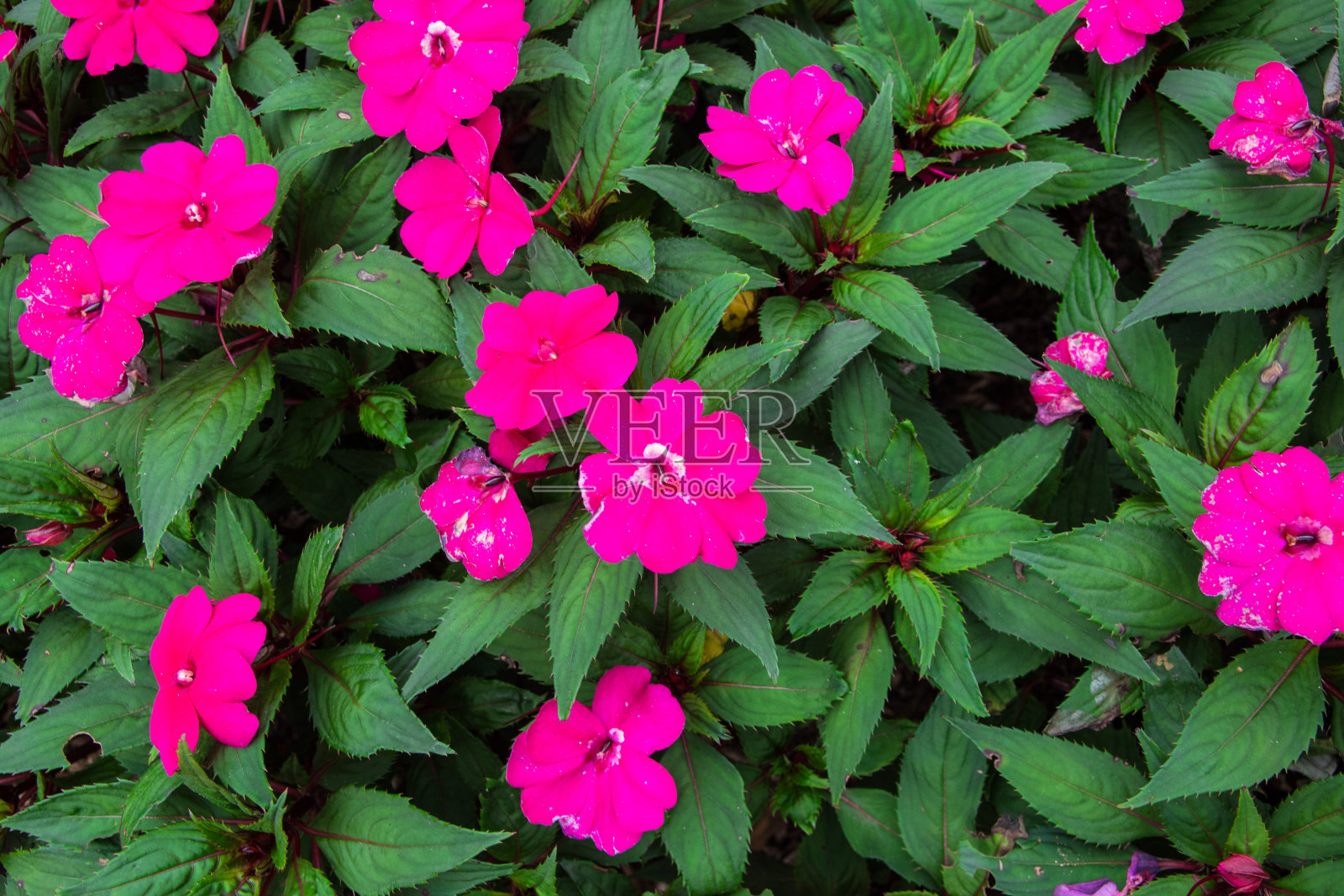 粉红色的凤仙花属植物照片摄影图片