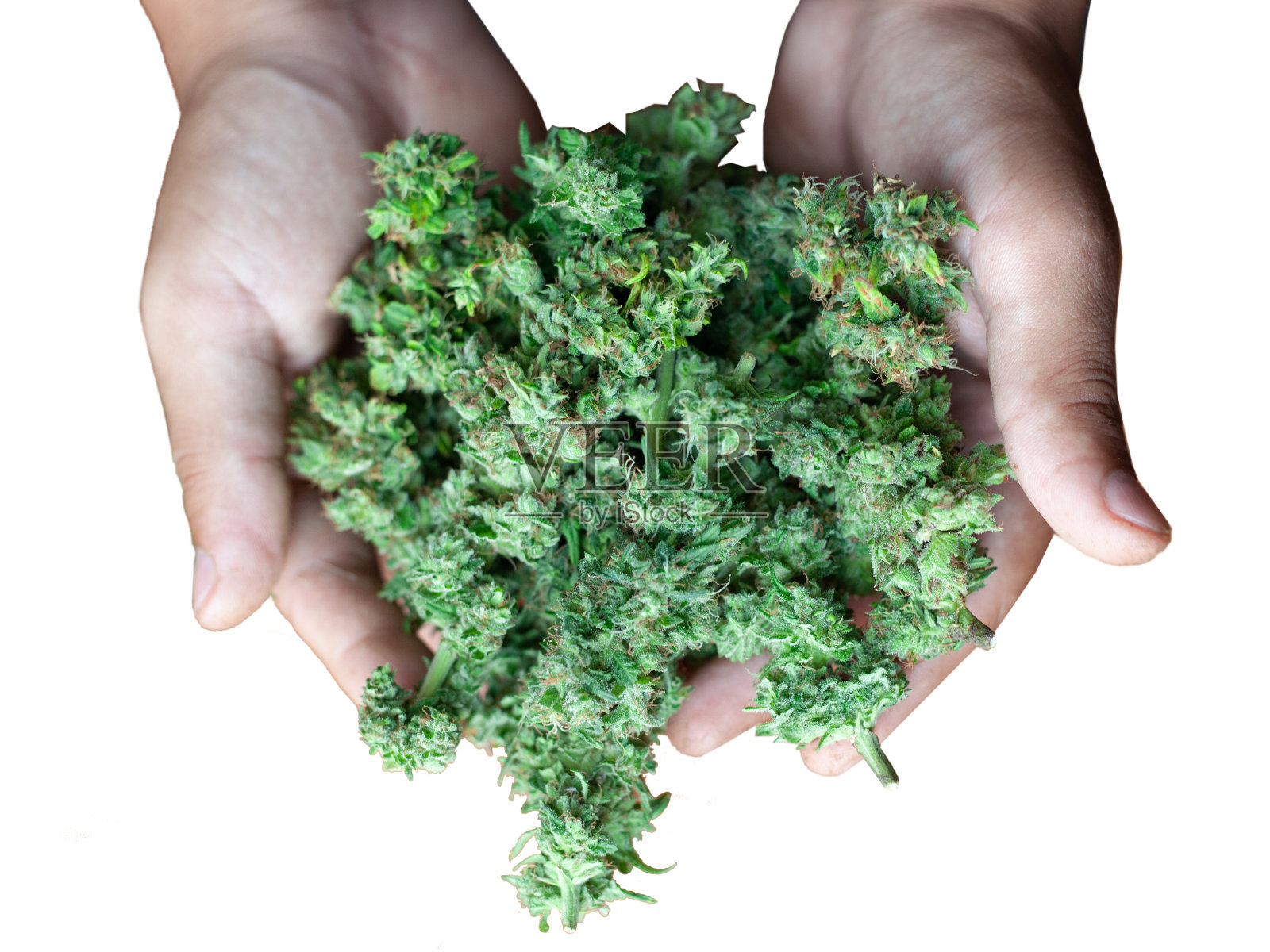 在一个孤立的白色背景上,大麻花蕾在男性的手,有活力的大麻药用杂草照片摄影图片