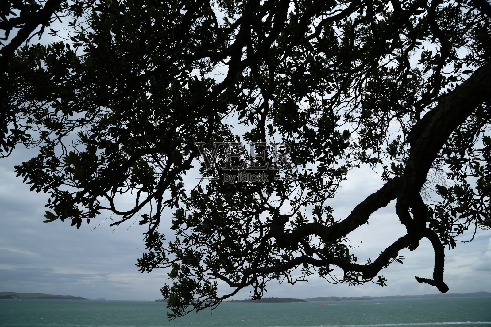 树的轮廓照片摄影图片