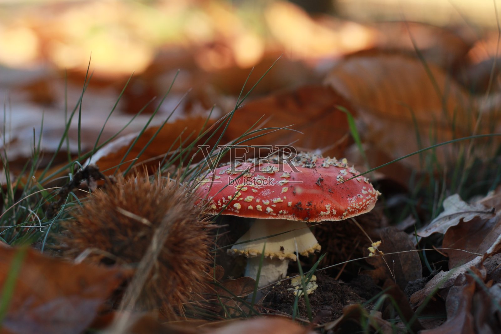 白毒伞是一种鲜红的蘑菇,独自生长在干枯的秋叶中照片摄影图片