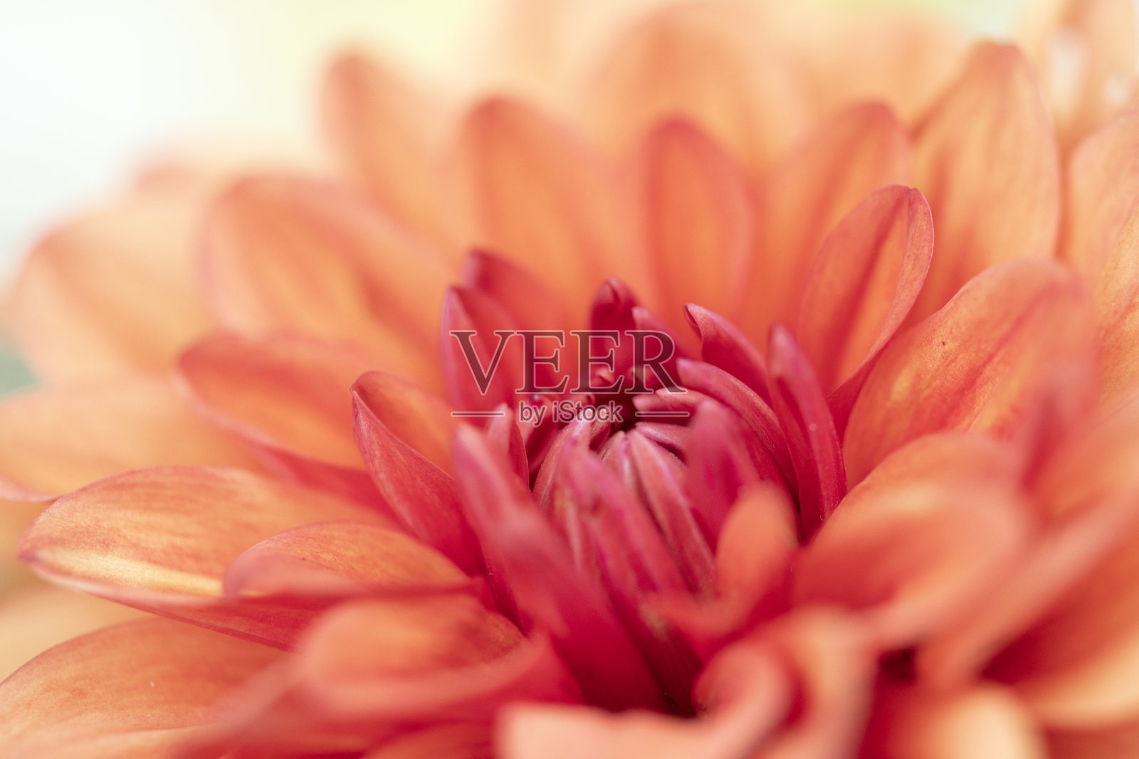 大丽在宏观照片摄影图片