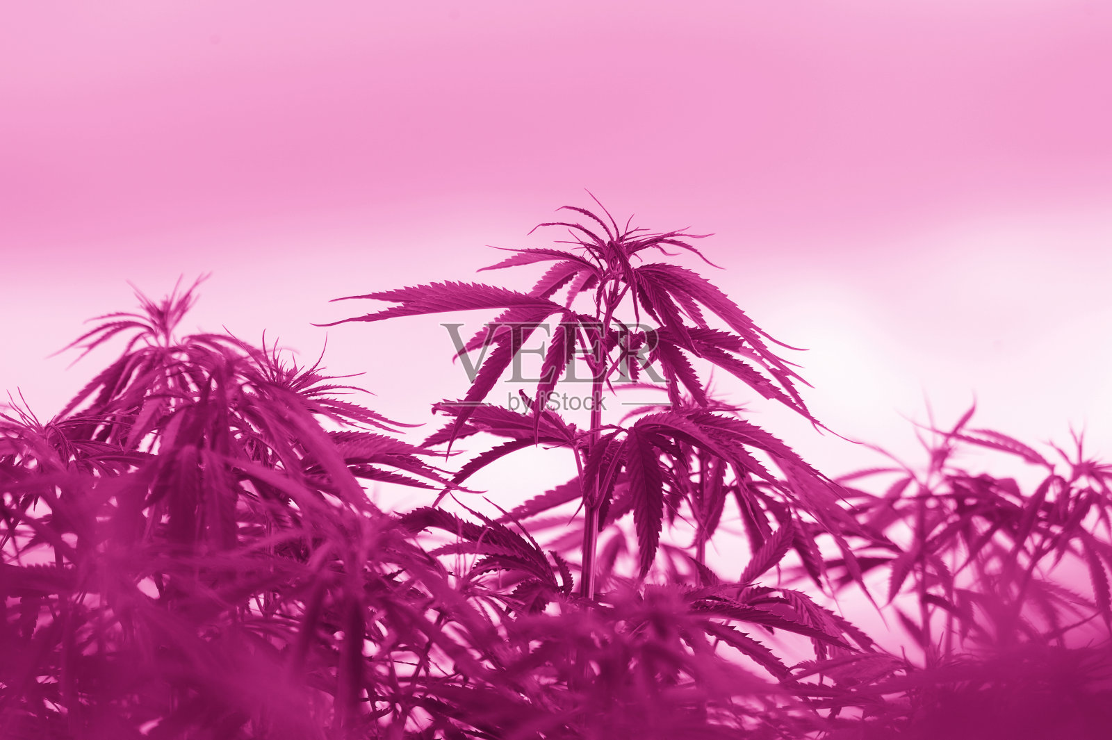 大麻,大麻叶,药用植物摄影。粉红色的过滤器照片摄影图片