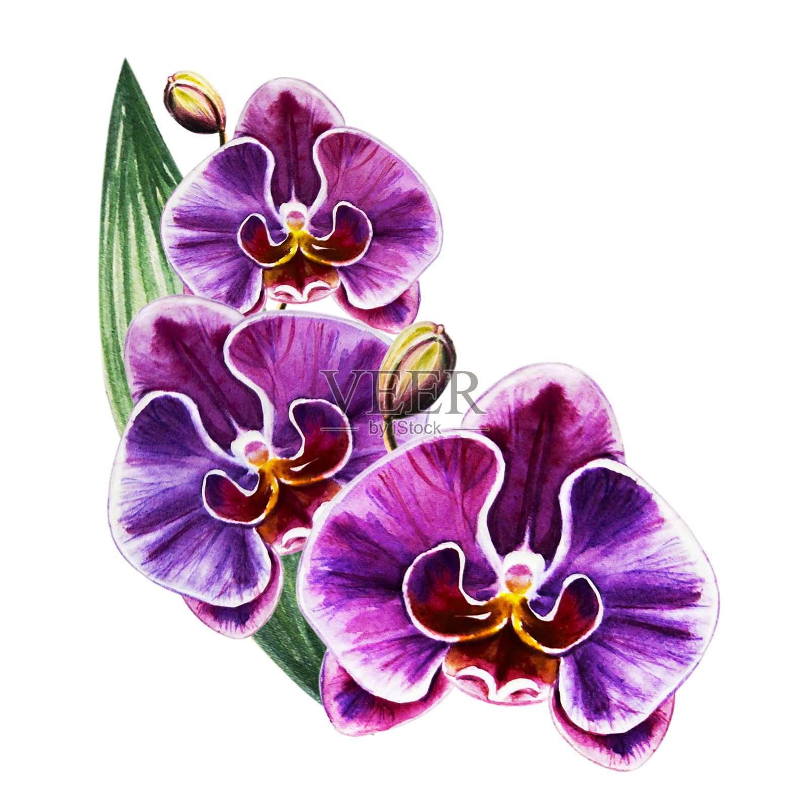 美丽的三朵紫色兰花。水彩画。外来植物。印花。植物成分。婚礼和生日。贺卡。插画图片素材