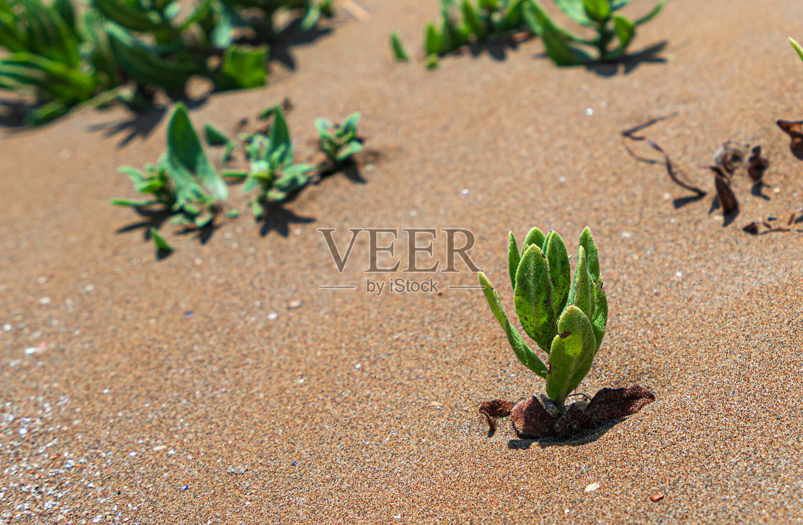 沙漠中的绿色植物照片摄影图片