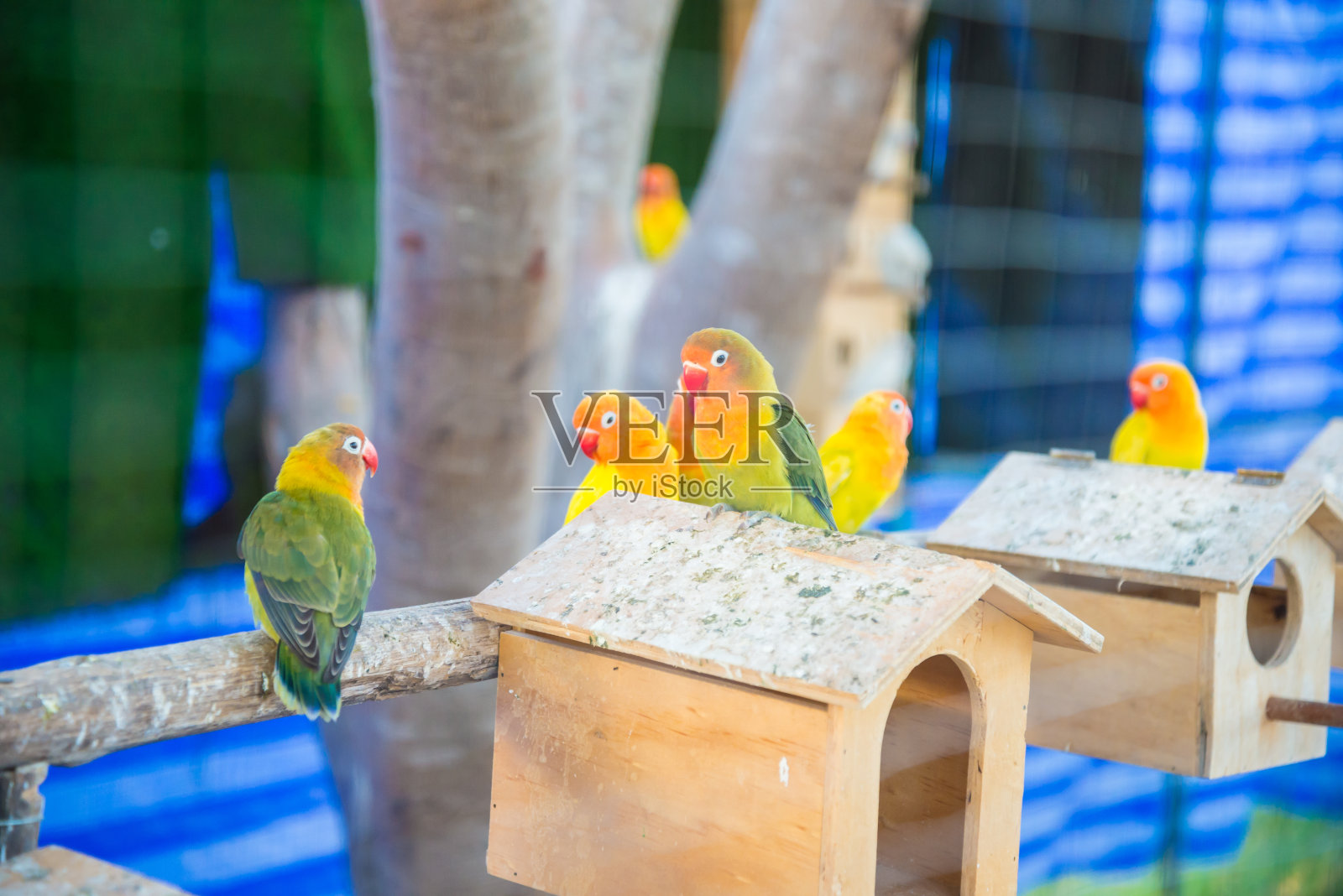 鹦鹉被困在动物园的笼子里了。照片摄影图片