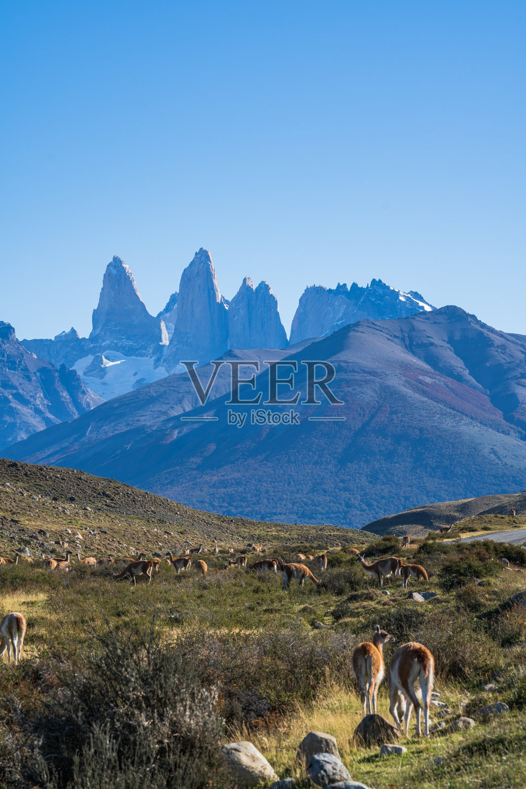 可爱的一群当地著名的野生自然动物在秋季放牧金黄的草地,南巴塔哥尼亚,智利和阿根廷最具标志性的美丽旅游胜地照片摄影图片