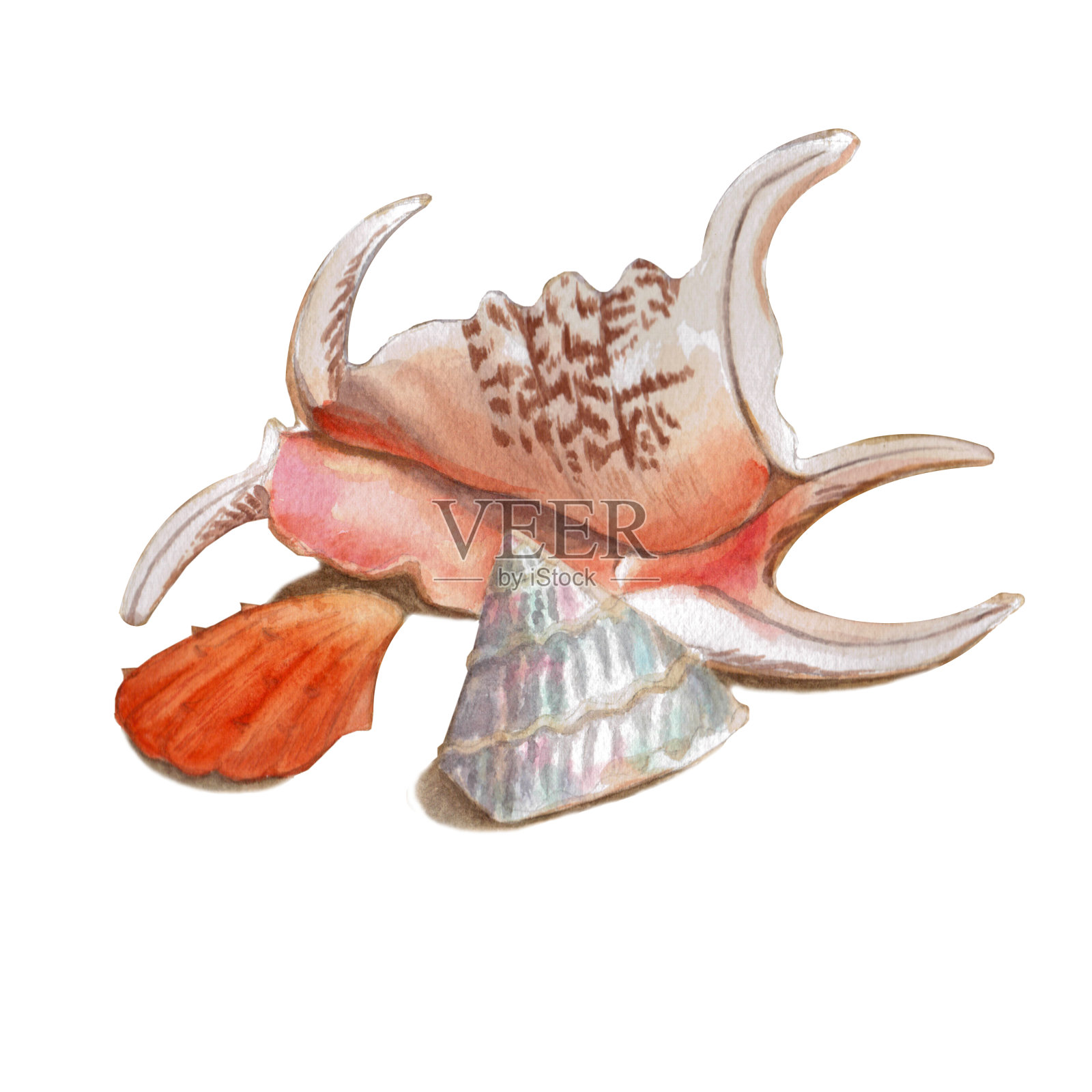 一组不同的彩色贝壳孤立在一个白色的背景。美丽的水彩插图上的海洋主题。插画图片素材