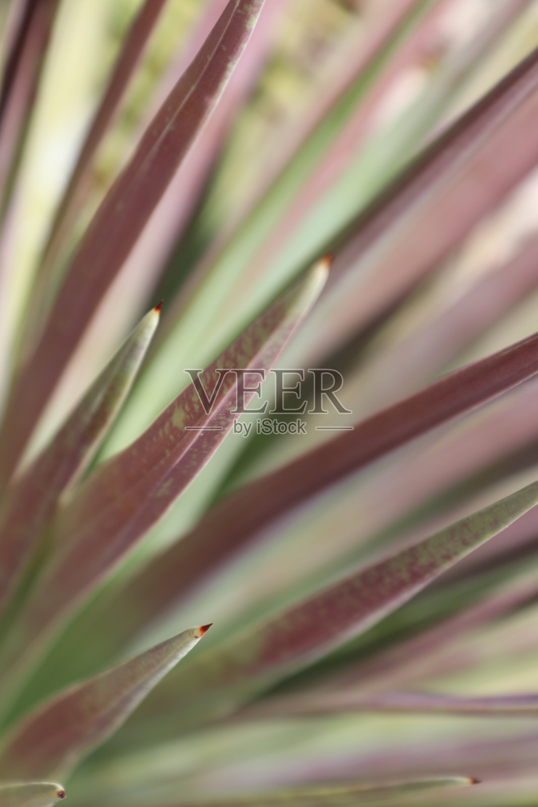 蔚蓝海岸上的植物照片摄影图片