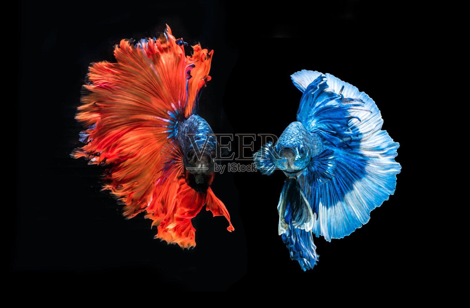 打斗鱼“梦幻半月斗鱼”,泰国美丽的暹罗斗鱼。孤立在黑色背景上。照片摄影图片