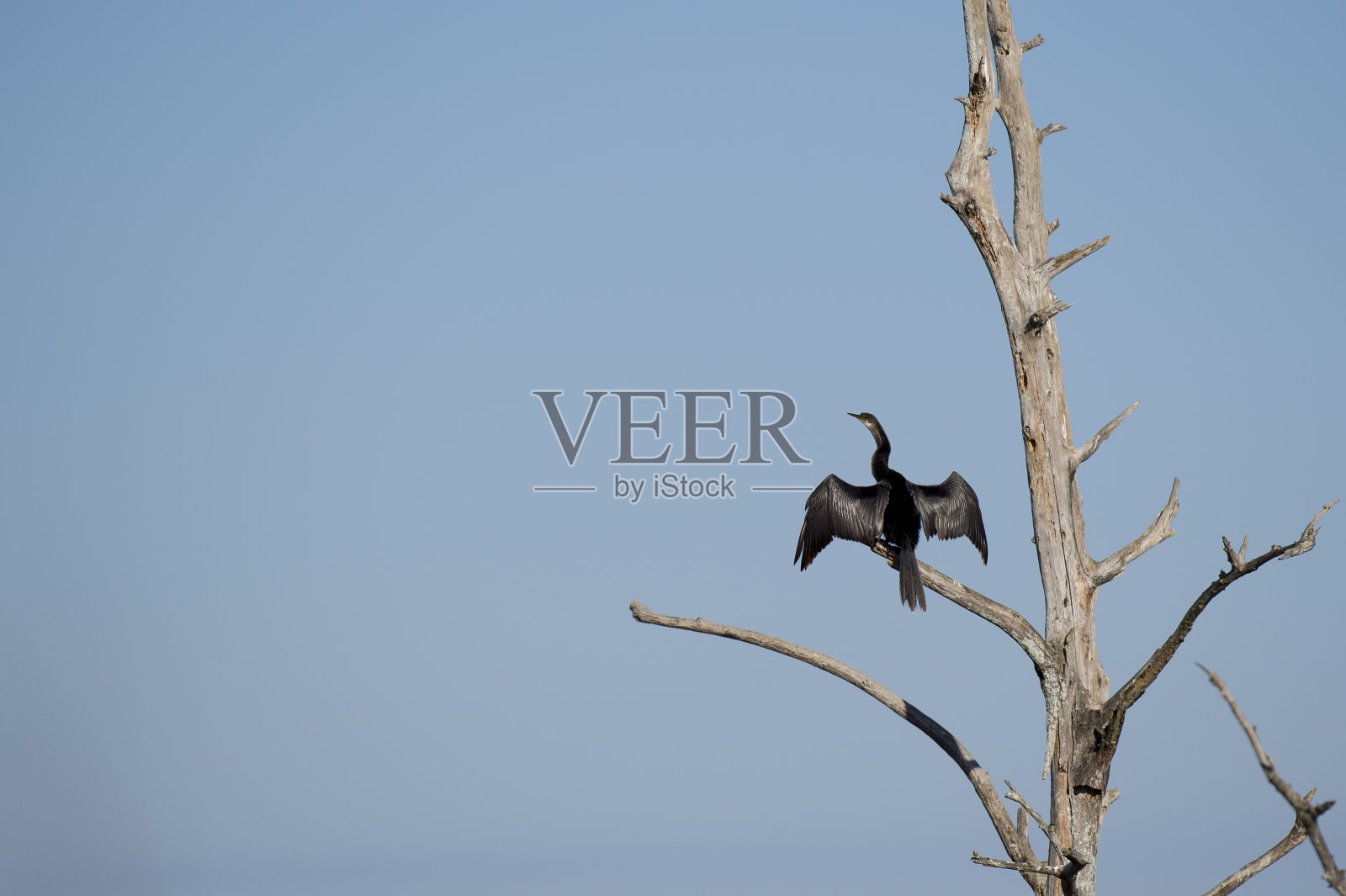 一只蛇怪栖息在一棵枯树上,张开翅膀,在明亮的阳光下晒干,背景是蓝色的天空。照片摄影图片