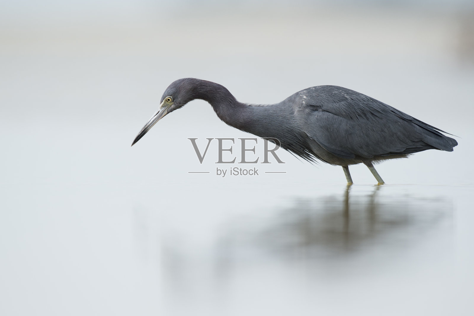 一只小蓝鹭站在浅水中,在柔和的光线下,在浅水中觅食。照片摄影图片