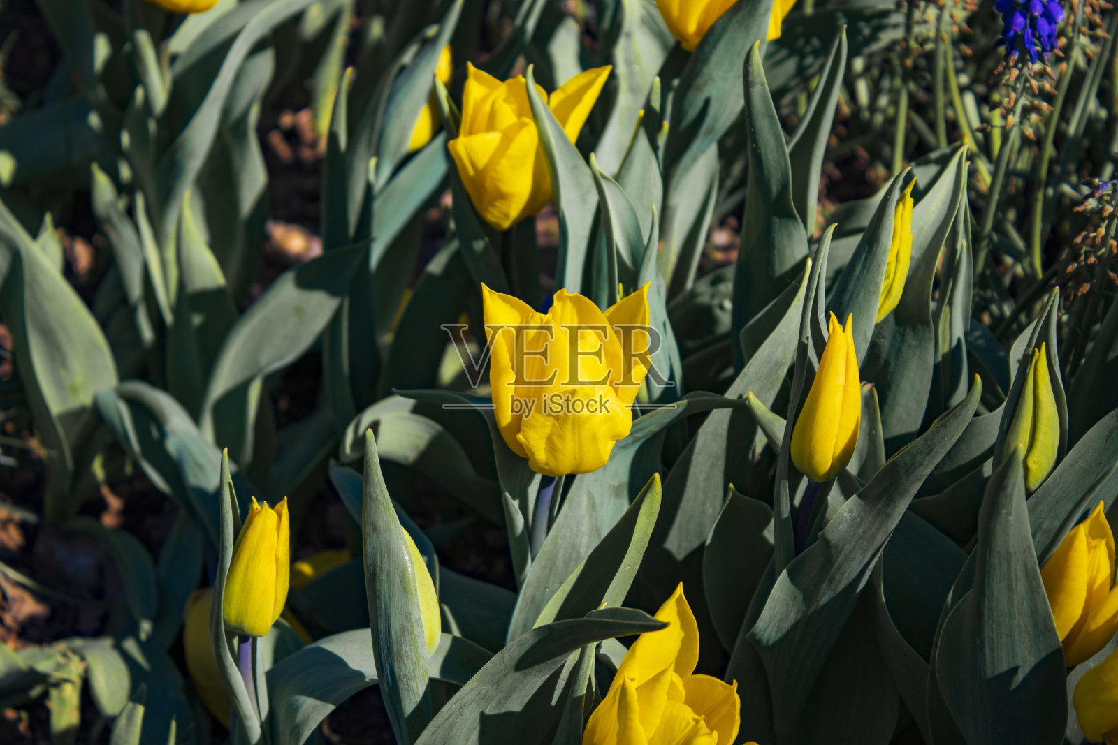 美丽的花朵树在一个绿色的自然花园的背景照片摄影图片