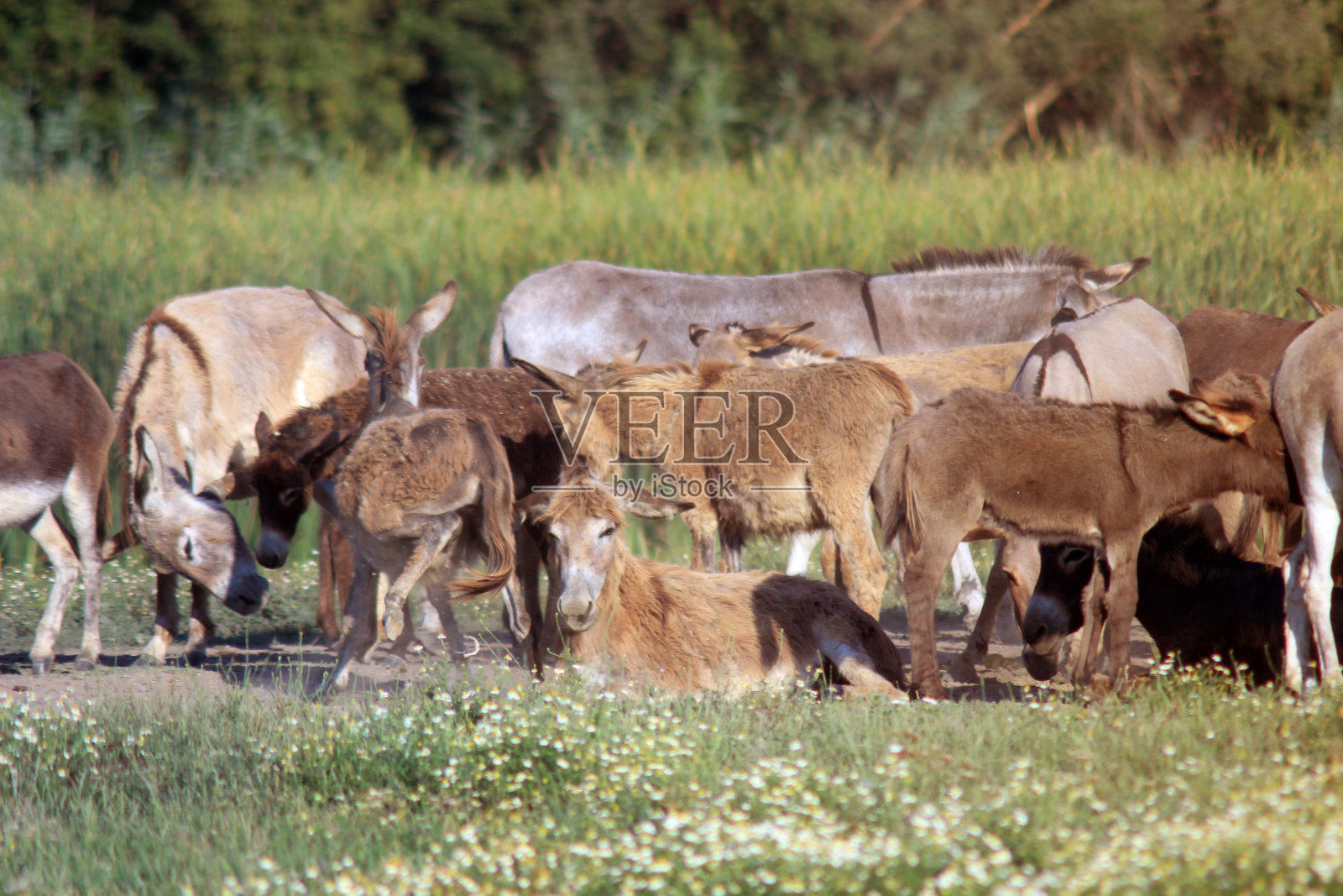 野生驴在自然保护区照片摄影图片