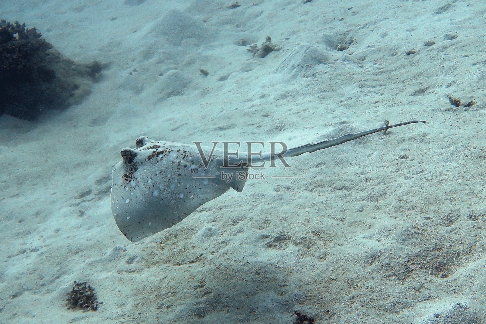 Bluespotted黄貂鱼照片摄影图片