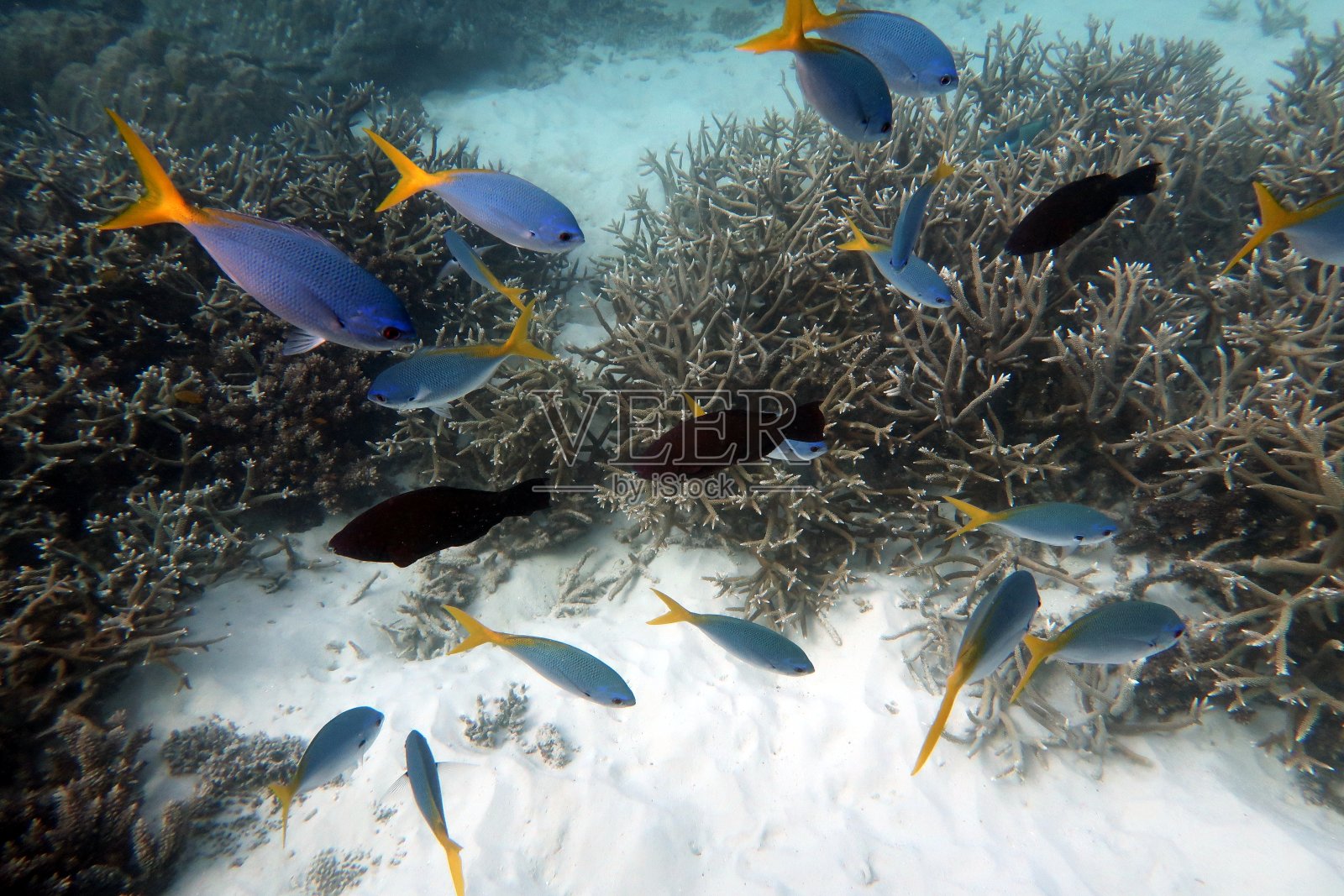 蓝色和黄色燧发枪(Caesio teres)照片摄影图片