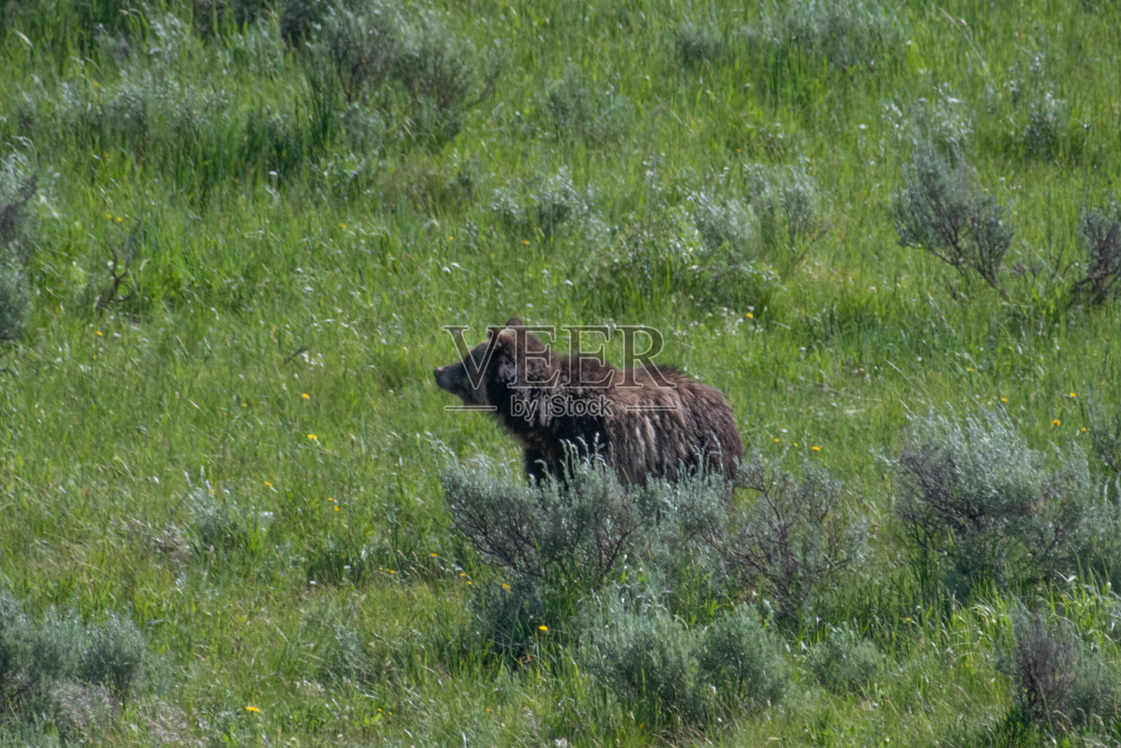黄石河边的成年灰熊照片摄影图片