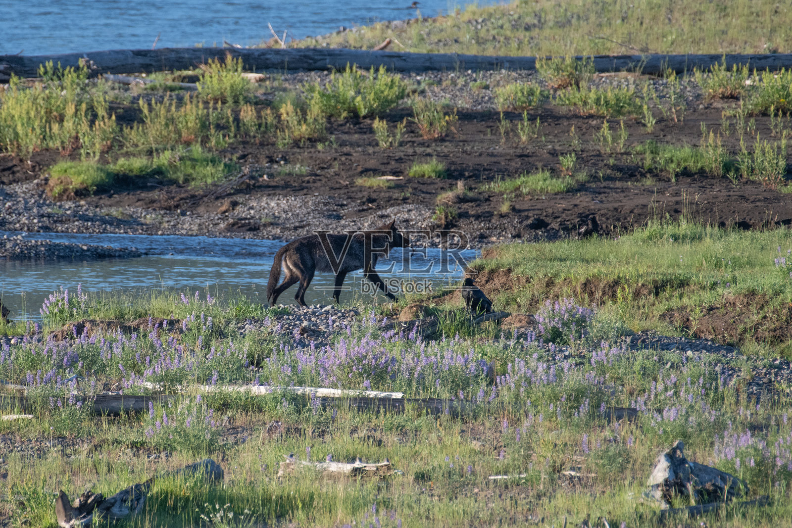 灰狼在啃野牛的尸体照片摄影图片