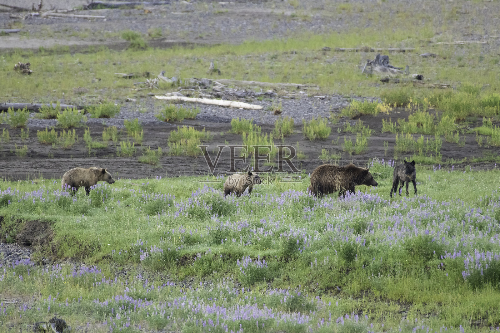 灰熊、幼崽和狼在啃野牛尸体照片摄影图片