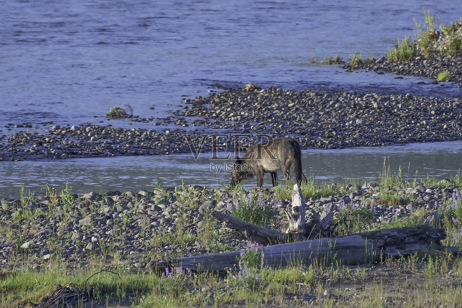 灰狼在啃野牛的尸体照片摄影图片